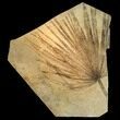 Fossil Palm Frond From Wyoming - Perfect Split! #78248-1